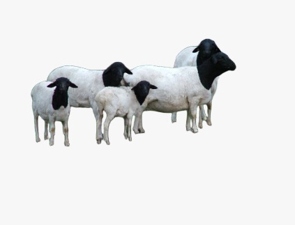 Livestock Quarantine