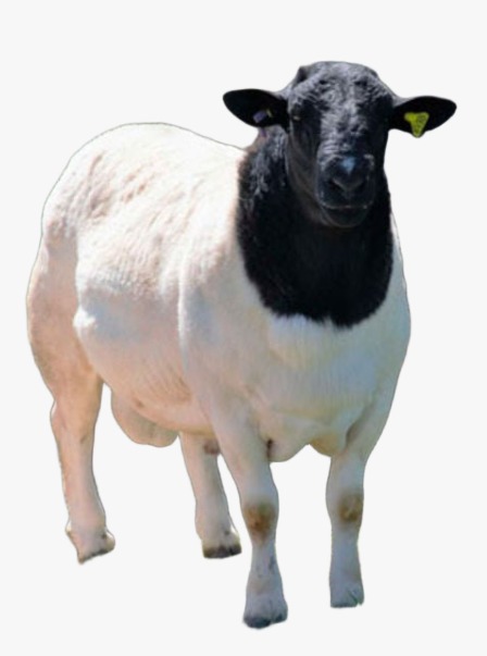 Veterinary Laboratory